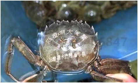 激光打标阳澄湖大闸蟹防伪标识