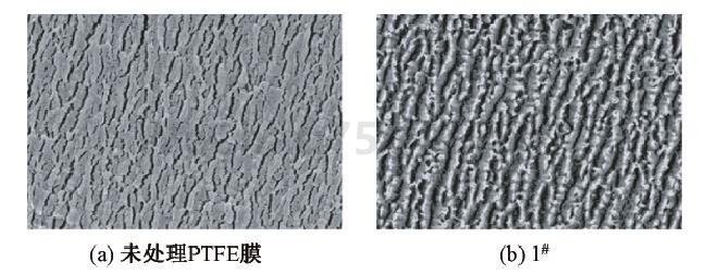 等离子体处理铁氟龙的扫描电镜照片